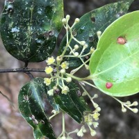 Cinnamomum dubium Nees